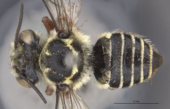 Media type: image;   Entomology 15706 Aspect: habitus dorsal view